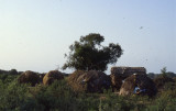 Ogaden Refugees