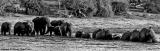 Elephants crossing the Chobe river