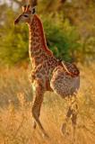 giraph1.pb.jpg