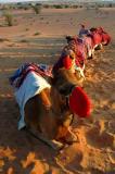 Dubai desert, camels