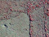 Coral on Barbuda beach.jpg