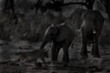 Lion hunting on a baby elephant, Savuti