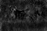 Kalahari cheeta