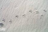 Pelican prints;  Zuma Beach, CA