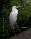 Egret;  Wheedon Island NRA;  FL