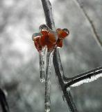 Bittersweet in Ice;  Shenandoah Valley, VA