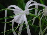 spider lilly