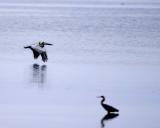 Pelican over Egret
