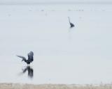 Reddish Egret