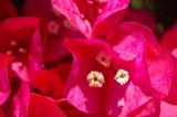 Bouganvilla.jpg