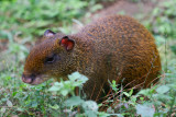 aka Guatusa