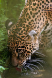 Thirsty Jaguar