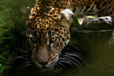 I wish I could have gotten this picture in the wild...but I might not still be alive if we met in the forest.