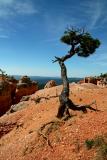 Exposed bristlecone