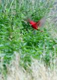red bird, green grass
