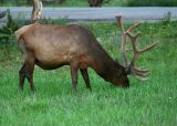 Elk with a huge velvet rack