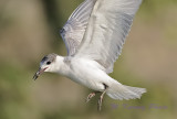 Whiskered Tern