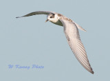 Whiskered Tern