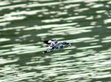 Pied Kingfisher