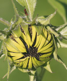 Bashful sunflower