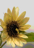 Posterized Sun Flower
