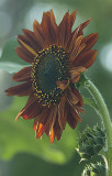 Two tone sun flower