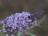 Butterfly bush