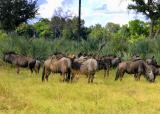 Wildebeest