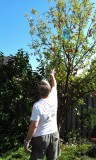 3rd Sept and Pete is harvesting out little tree for an apple crumble!