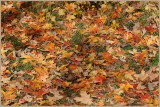 Autumn Carpet (Do Not Disturb)
