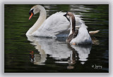 I Know Im A Goose & Youre A Swan...But I Love You!