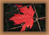 Big Red Leaf