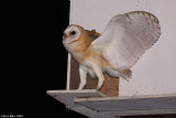 Barn_owl Tyto alba  chickIMG_0281-2