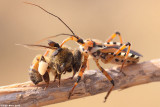   - Rhinocoris punctiventris0823.jpg