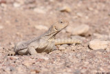 IMG_1767.jpg  Uromastyx aegyptia   