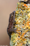 Hemidactylus turcicus  ,_1549.