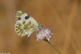   (Pontia daplidice). 4715    .jpg