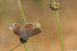 Aricia agestis 4827.jpg Aricia agestis chahlil ageranyoon