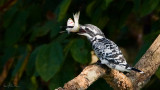 Pied Kingfisher_IMG_0866s.jpg