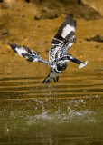 Pied Kingfisher_MC1M1035s.jpg