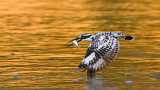 Pied Kingfisher_MC1M1124s.jpg