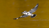 Pied Kingfisher_MC1M1191s.jpg