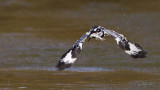 Pied Kingfisher_MC1M1187s.jpg