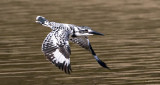 Pied Kingfisher_MC1M1414s.jpg