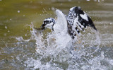 Pied Kingfisher_MC1M4538_s.jpg