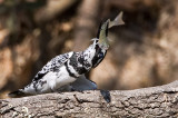 Pied Kingfisher_MC1M4221_s.jpg