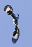 Pied Kingfisher_MC1M4892_s.jpg