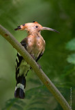 Hoopoe_HYIP4015_s.jpg