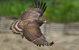 Crested Serpent Eagle_HYIP8190_s.jpg