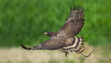 Crested Serpent Eagle_HYIP8332_s.jpg